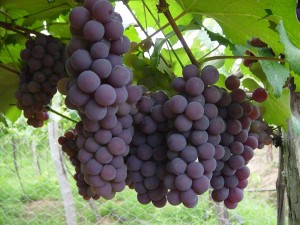 Las uvas y los antioxidantes