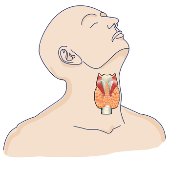 ¿Qué son las tiroides?